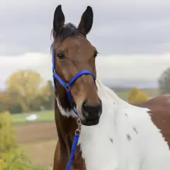Norton - Rosegold pony