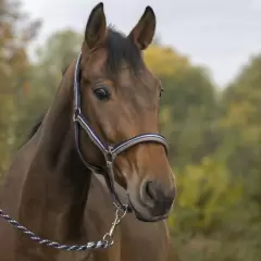 Norton - Brillant pony