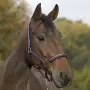 Norton - Brillant pony