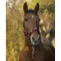 Equithéme - Braid pony
