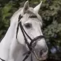 Norton - Draught Horse